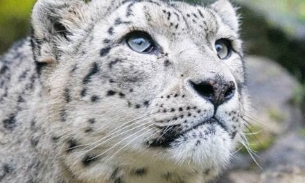 Panera Bread, Fur Ban, Wild Life Protection and Coronavirus