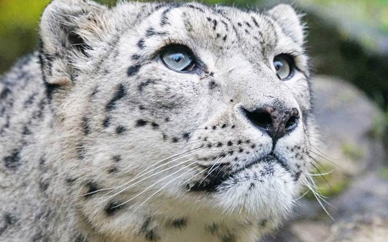 Snow Leopard