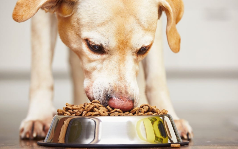 8 Best Vegan Dog Food Brands