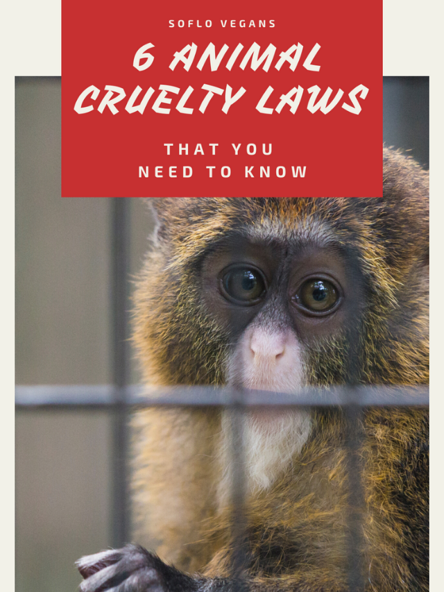6 Animal Abuse Laws You NEED to Know