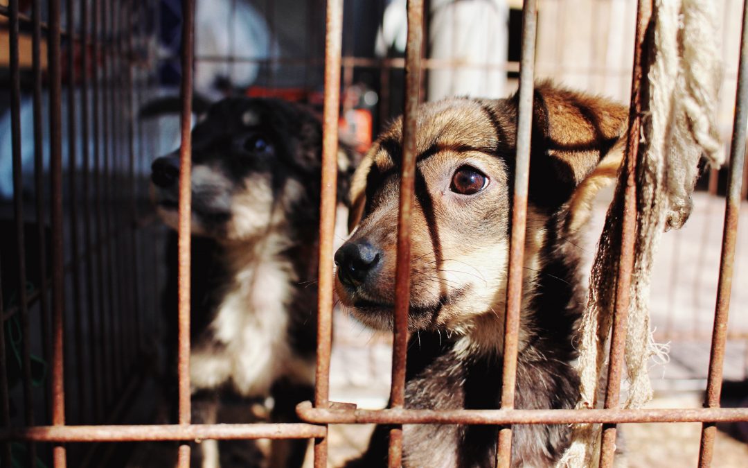 animal cruelty laws in florida dog behind bars