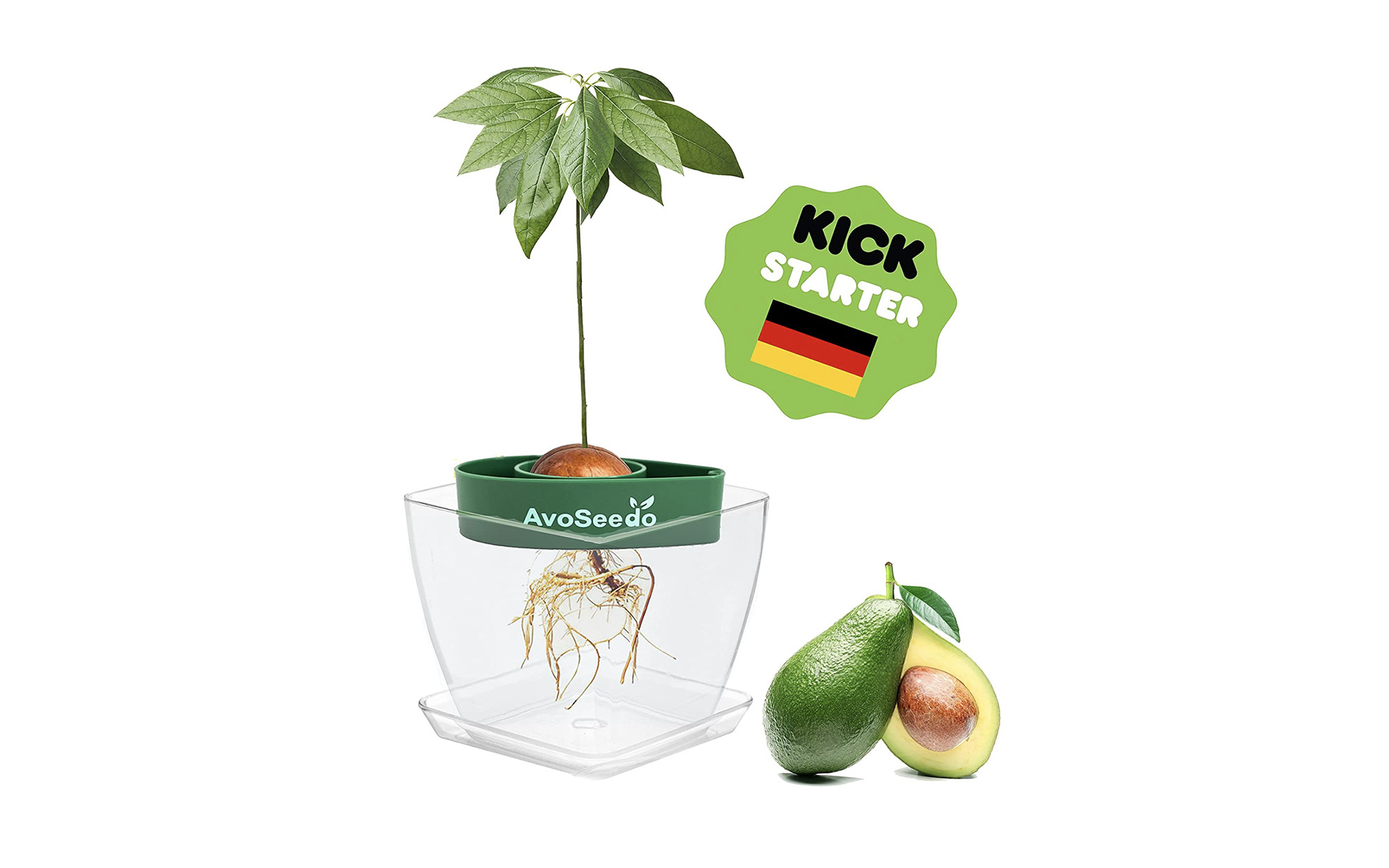 Avocado Tree