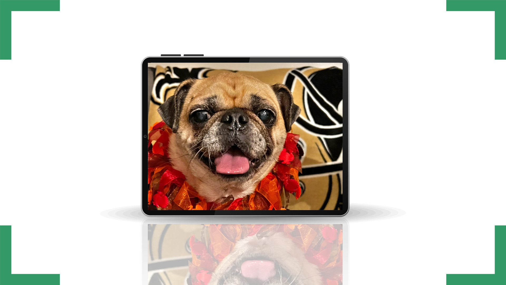 Pugsgiving
